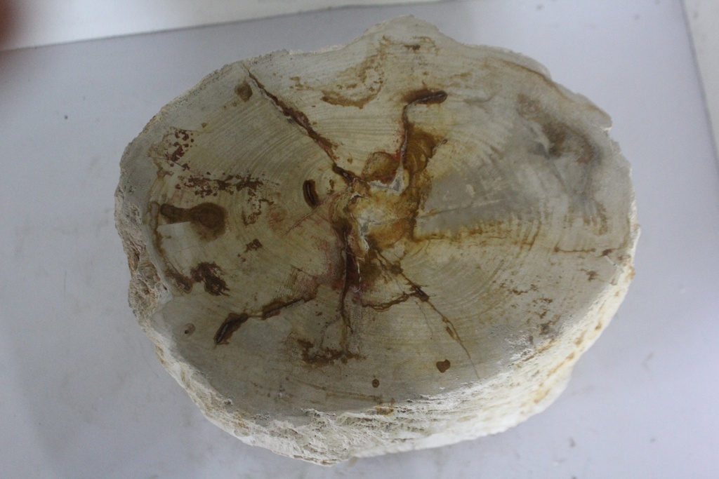 Raw Edge Petrified Wood Stump - Natural Light