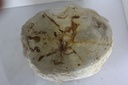 Raw Edge Petrified Wood Stump - Natural Light