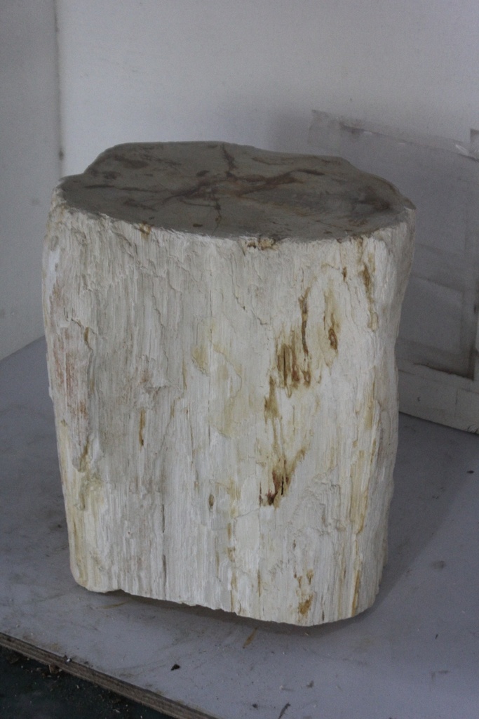 Raw Edge Petrified Wood Stump - Natural Light
