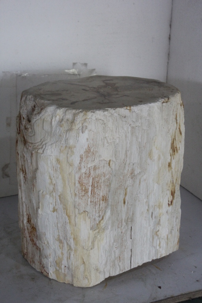 Raw Edge Petrified Wood Stump - Natural Light