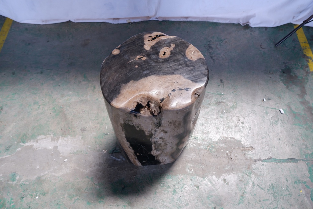 Polished Petrified Wood Stump - Natural Dark