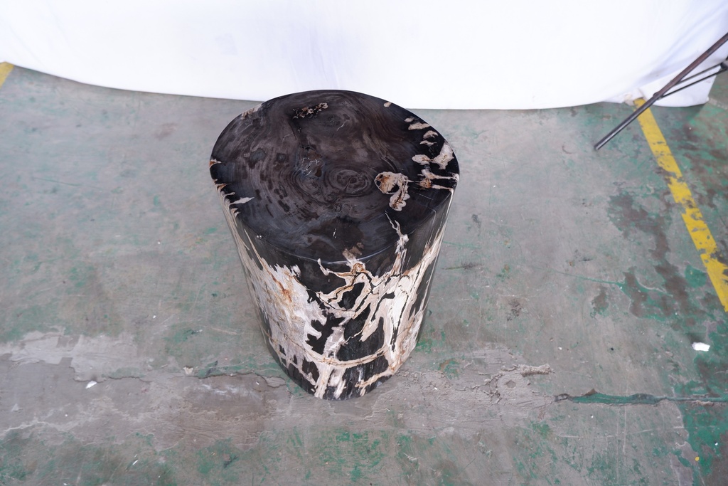 Polished Petrified Wood Stump - Natural Dark