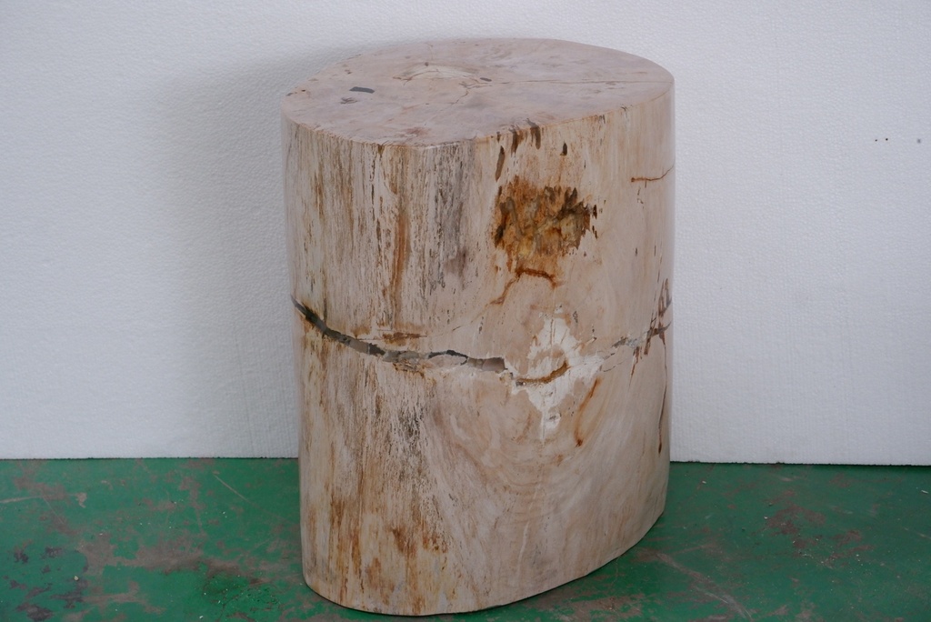 Polished Petrified Wood Stump - Natural Light