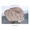 Eliza End Table - Natural Light